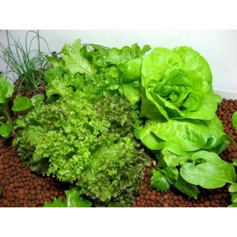Introduction to Aquaponics - 1 Day Workshop - Darwin - April 4th, 2020 - CANCELLED!